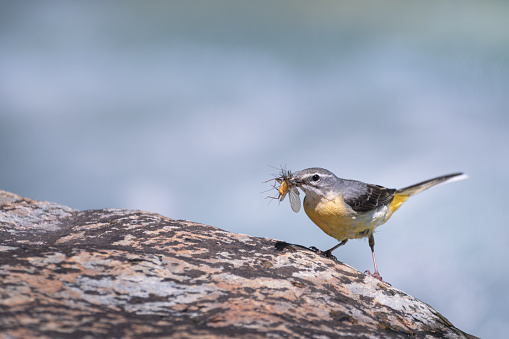 yellow wagtail / Motacilla flava with insect in beak