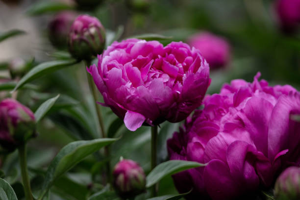 istock Beautiful Pink Peonies in Bloom 1256760169