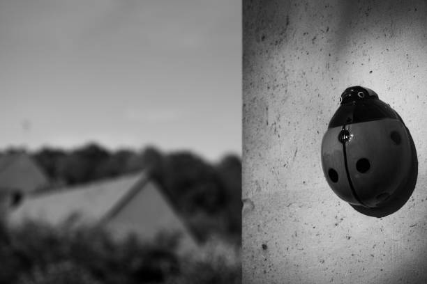 Fake ladybird on a wall black and white