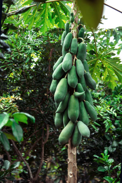istock Fresh green papaya fruits on tree 1256763542