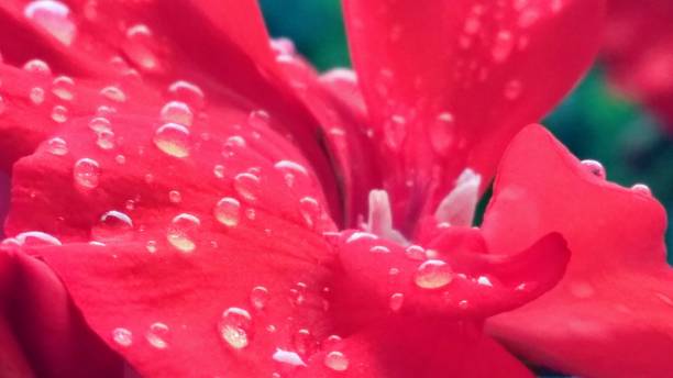 istock Flowers with Petals 1256764443