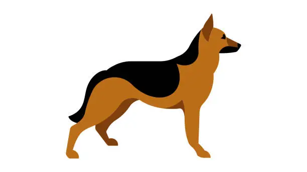 Vector illustration of German Shepherd. Full height dog, silhouette. Vector isolated illustration of a thoroughbred dog.