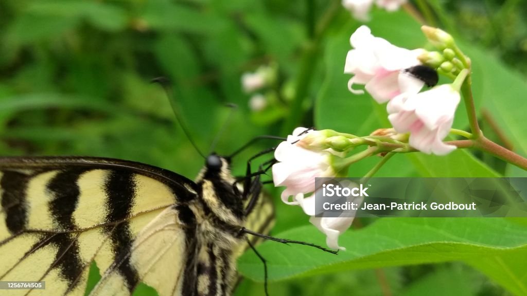 Butterfly on Flowers Colorful butterfly on flowers Animal Stock Photo