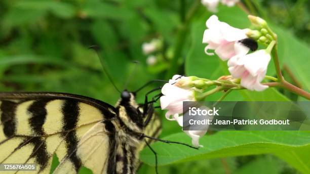Butterfly On Flowers Stock Photo - Download Image Now - Animal, Animal Body Part, Animal Wing