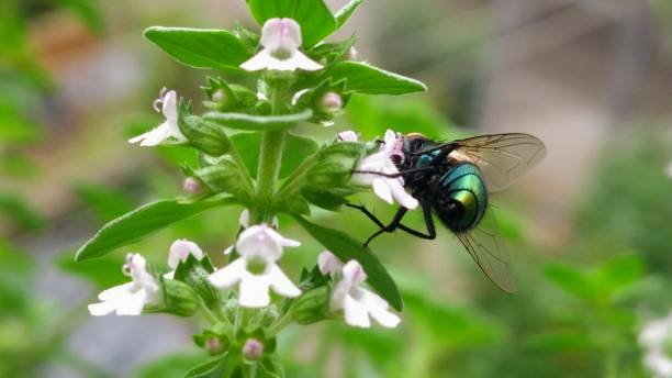 Black Fly on Flowers stock photo
