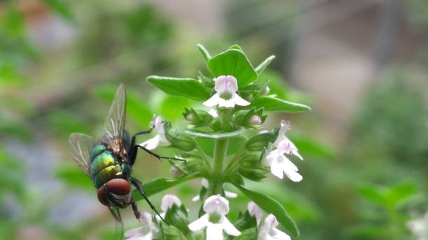 Black Fly on Flowers stock photo