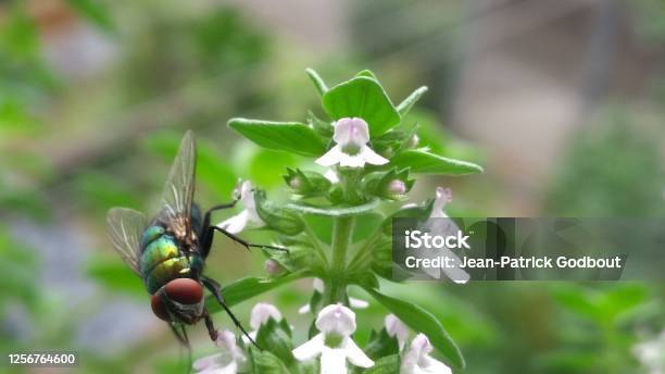 Black Fly On Flowers Stock Photo - Download Image Now - Animal, Animal Body Part, Animal Wildlife