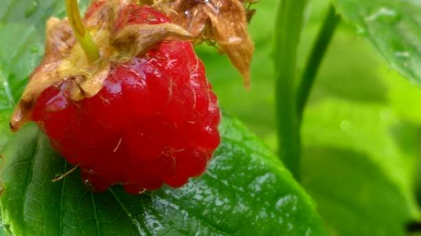 Raspberry From the Garden stock photo