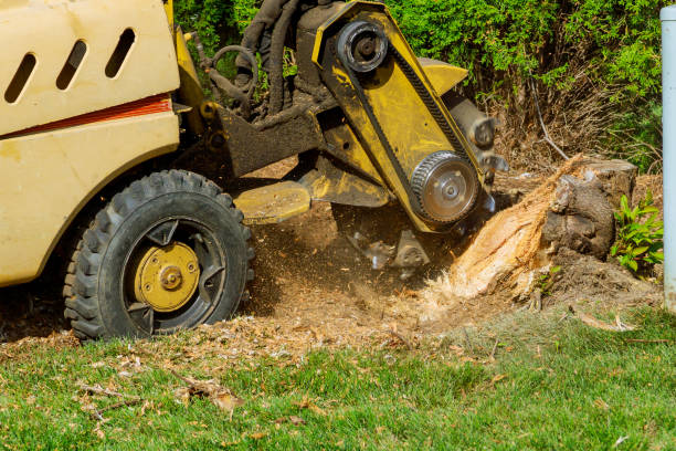 A stump is shredded with removal, grinding in the stumps and roots into small chips A stump is shredded with removal, grinding the stumps and roots into small chips tree stump stock pictures, royalty-free photos & images