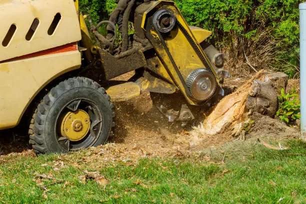 Photo of A stump is shredded with removal, grinding in the stumps and roots into small chips