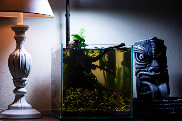 istock Nano aquarium with plants 1256768198