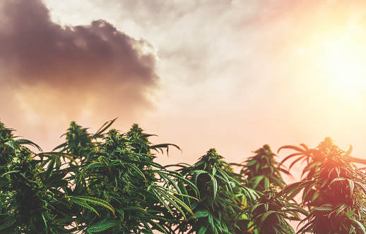 Adult female Cannabis Sativa on a field against sky at sunset, medical marijuana cultivation