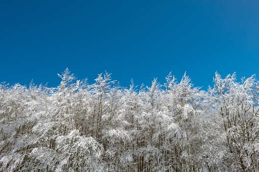 Trees in a forest covered by snow agains a clear blue sky