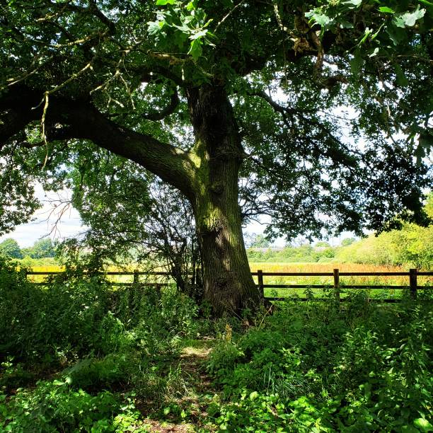 istock Grand tree in English Countryside 1256770540