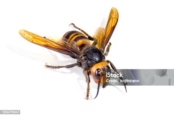 Asian Giant Hornet On White Background Stock Photo - Download Image Now - Hornet, Asia, Insect