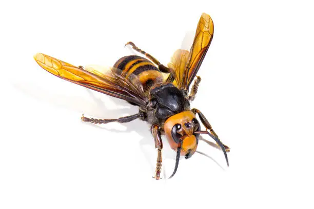 Photo of Asian giant hornet on white background