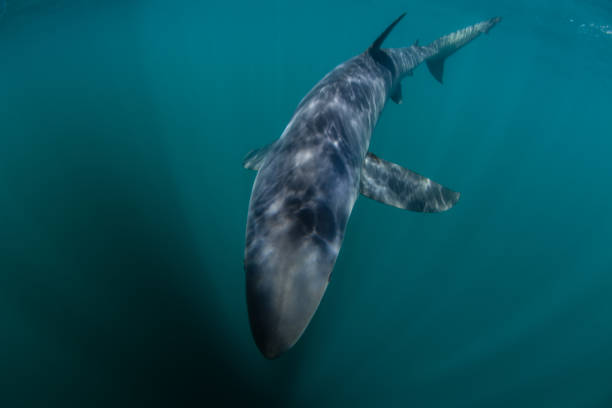 istock Blue Shark in Shallows of Atlantic Ocean 1256770648