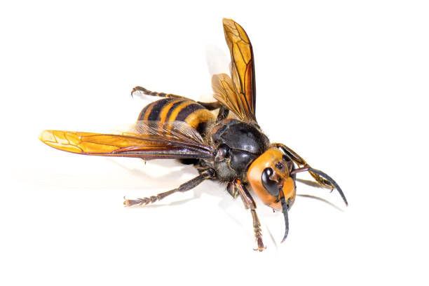 istock Asian giant hornet on white background 1256770698