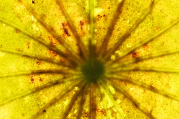 istock Transparency of a yellow lotus leaf 1256771483