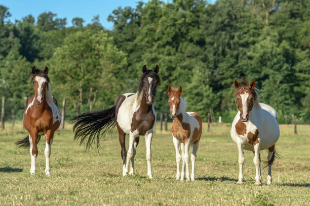 istock Ponies in a pasture in the countryside 1256771557