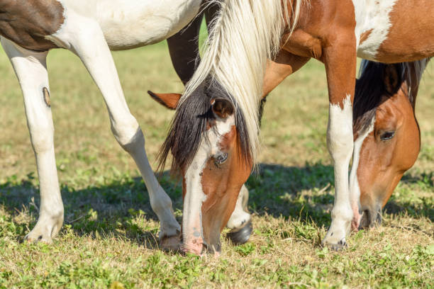 istock Ponies in a pasture in the countryside 1256771569