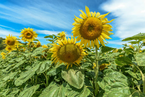 istock Sunflower flowers in a cultivated field 1256771627