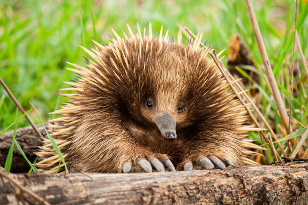 An Echidna taking a rest An Echidna taking a rest anteater stock pictures, royalty-free photos & images