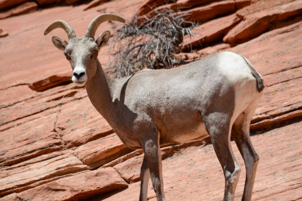 Female (ewe) Desert Bighorn Sheep walking on sandstone formations in Zion National Park, Utah, USA