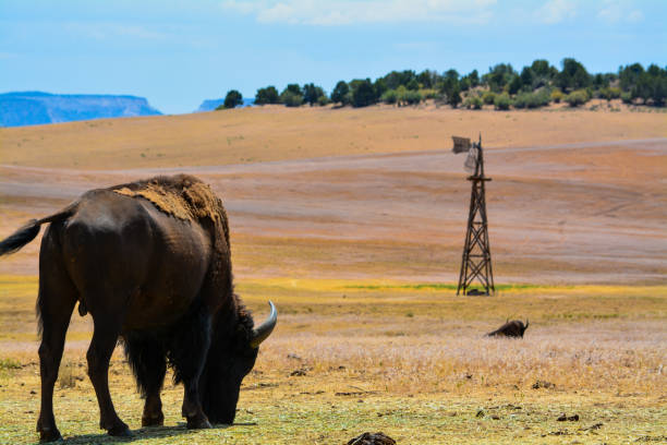 Male American Bison in Pasture stock photo