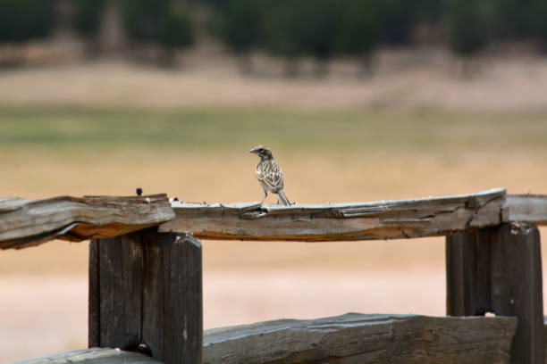 Small Bird on a Wooden Fence stock photo