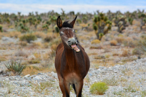Male Wild Burro with Open Mouth in Nevada Desert stock photo