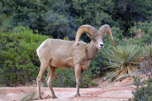 istock Desert Bighorn Sheep (Male) 1256773451