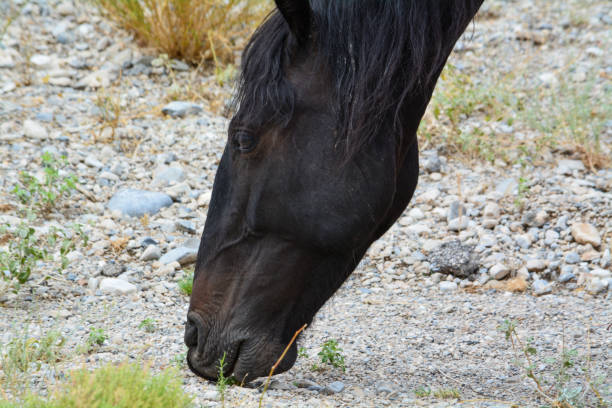 Male Wild Horse in the Nevada Desert stock photo