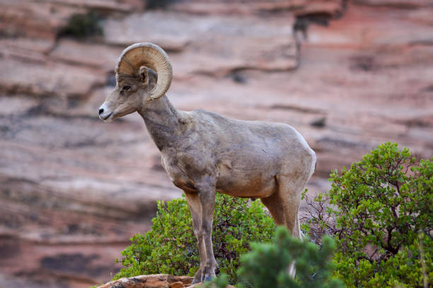 istock Desert Bighorn Sheep (Male) 1256773455