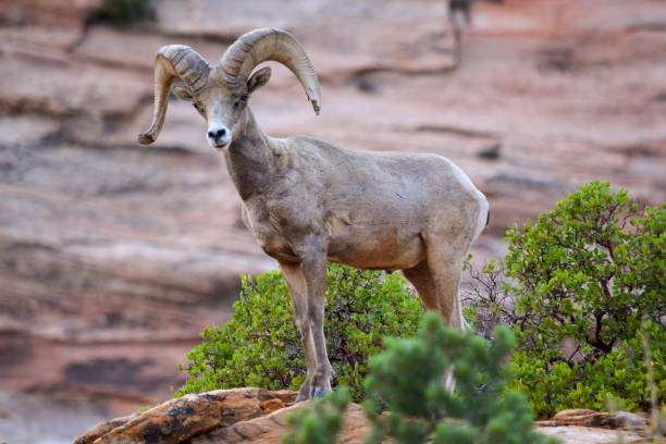istock Desert Bighorn Sheep (Male) 1256773456