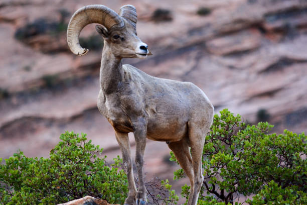 istock Desert Bighorn Sheep (Male) 1256773459