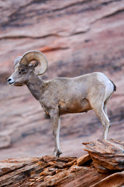 istock Desert Bighorn Sheep (Male) 1256773460