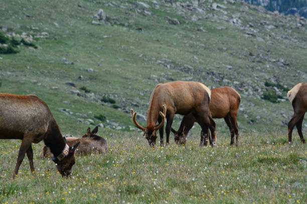 Young Bull Elk in Mountain Pasture stock photo