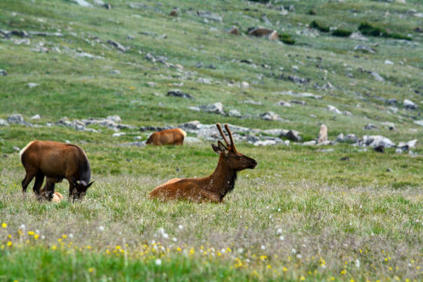 Young Bull Elk in Mountain Pasture stock photo