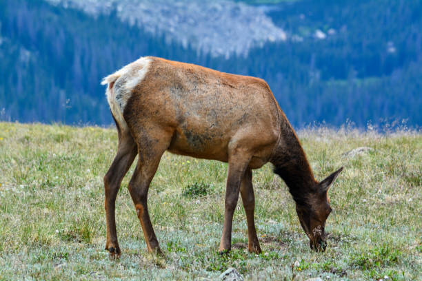 Cow Elk Grazing in Pasture stock photo