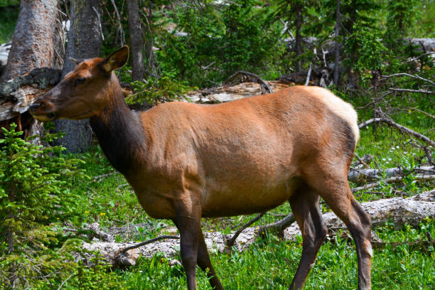 Cow Elk in Mountain Woods stock photo