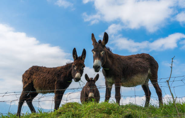 istock A scene of three donkeys looking at me 1256774470