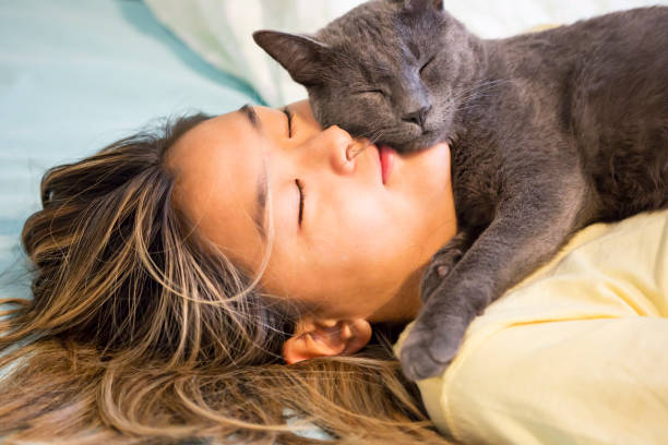 Asian teenager snuggles with her gray cat - fotografia de stock