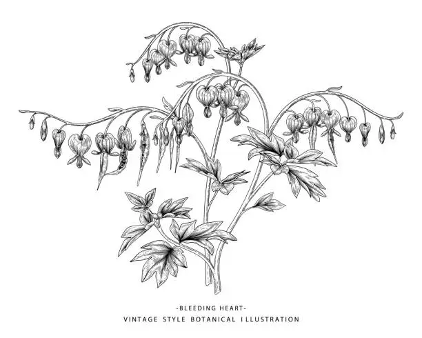 Vector illustration of Sketch Floral decorative set. Bleeding Heart flower, Seed and pod drawings (Dicentra Spectabilis). Black and white with line art isolated on white backgrounds. Hand Drawn Botanical Illustrations. Elements vector.