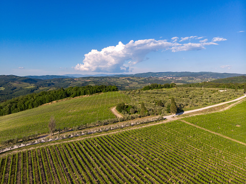 Vineyards in the hills of Chianti region, Tuscany, Italy