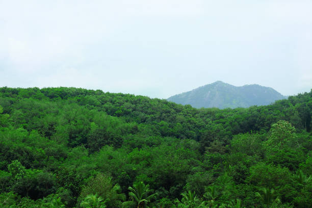 istock Mountain surrounded with plants,creeps,trees and clouds which makes the view beautiful 1256779174
