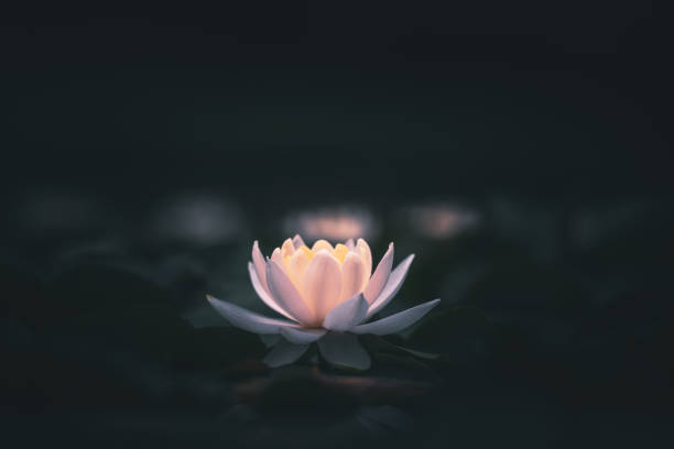 istock White lotus flower or water lily selective focus 1256780100