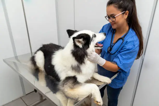 Veterinary doctor examining a dog's teeth.