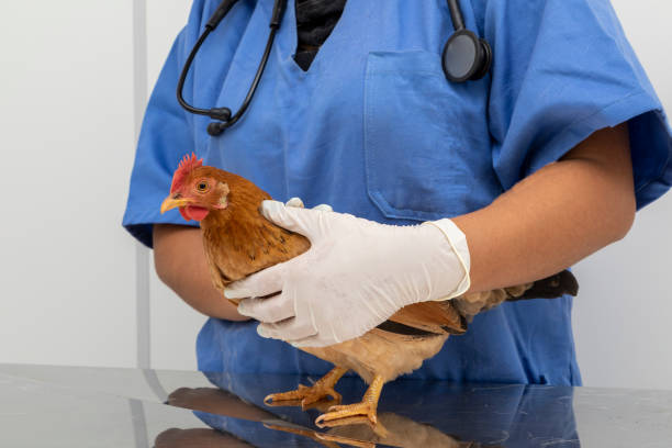 bác sĩ thú y kiểm tra một con gà nhỏ - bác sĩ chăm sóc cho gà trên bàn hình ảnh sẵn có, bức ảnh & hình ảnh trả phí bản quyền một lần