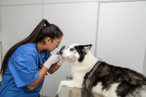 Veterinarian examining a dog's eye.